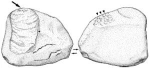 Drawing - lithic analysis